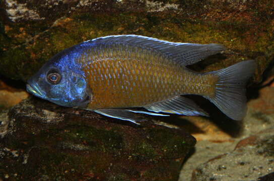 Image of Copadichromis