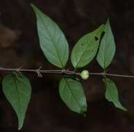 Image of Canthium angustifolium Roxb.