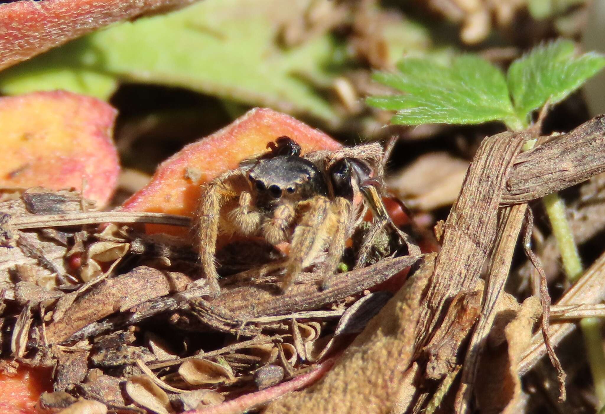 Image of Habronattus captiosus (Gertsch 1934)