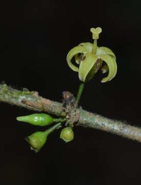 Image of Canthium angustifolium Roxb.