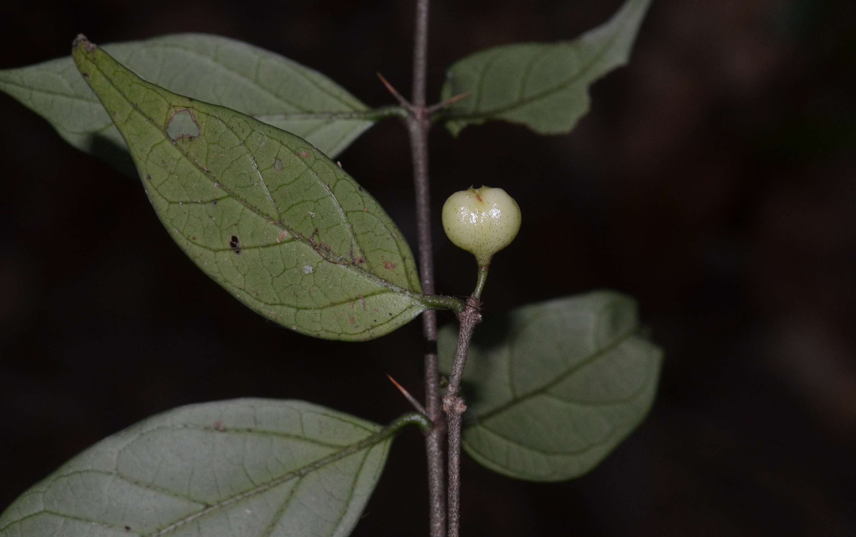 Image of Canthium angustifolium Roxb.