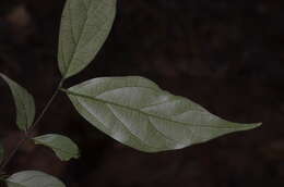 Image of Canthium angustifolium Roxb.