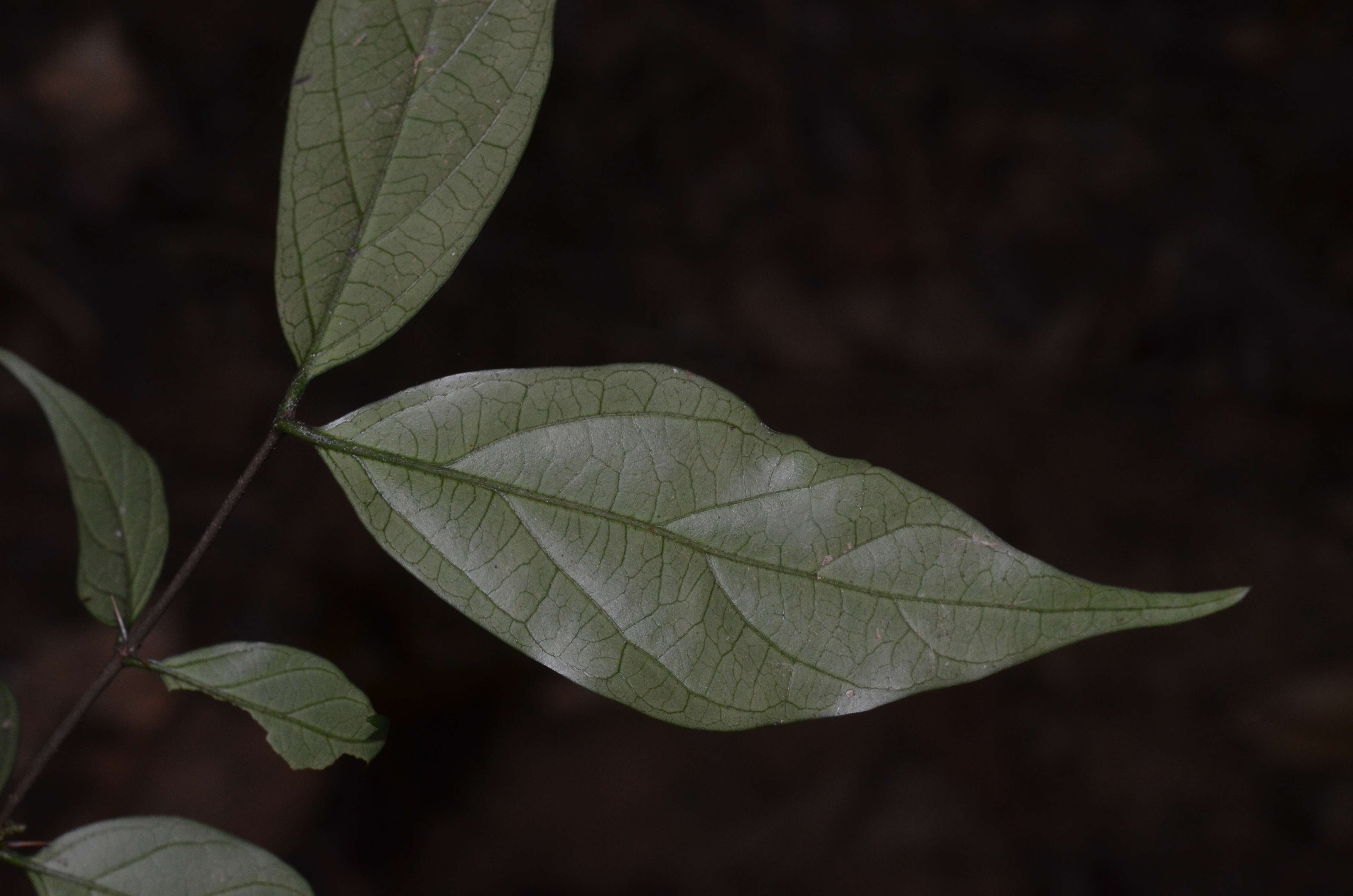 Image of Canthium angustifolium Roxb.