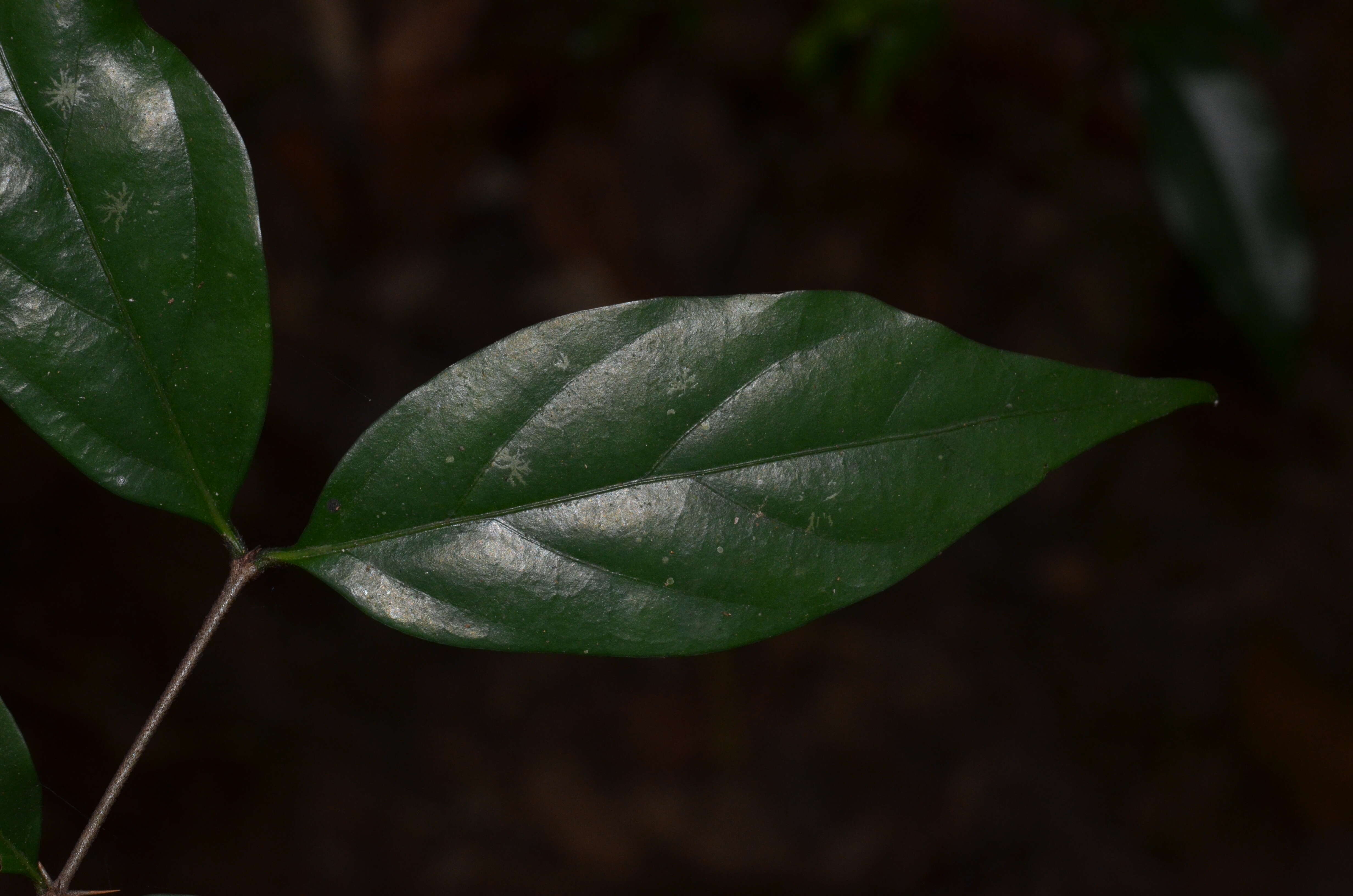 Image of Canthium angustifolium Roxb.