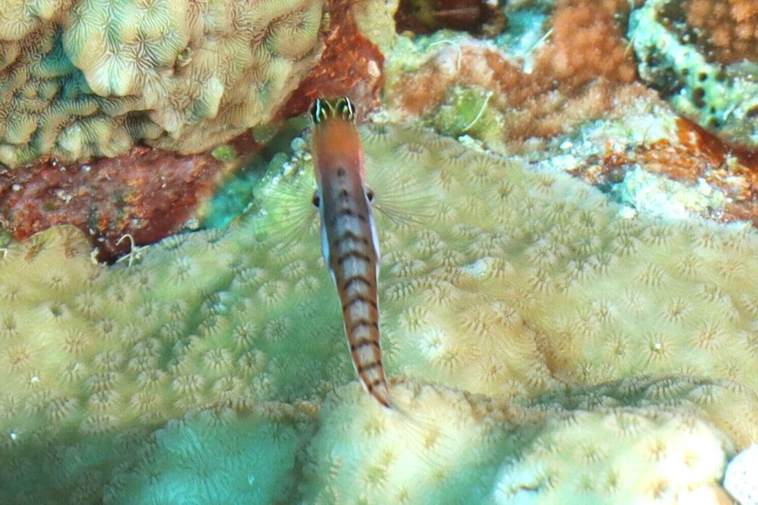 Image of Allen&#39;s blenny