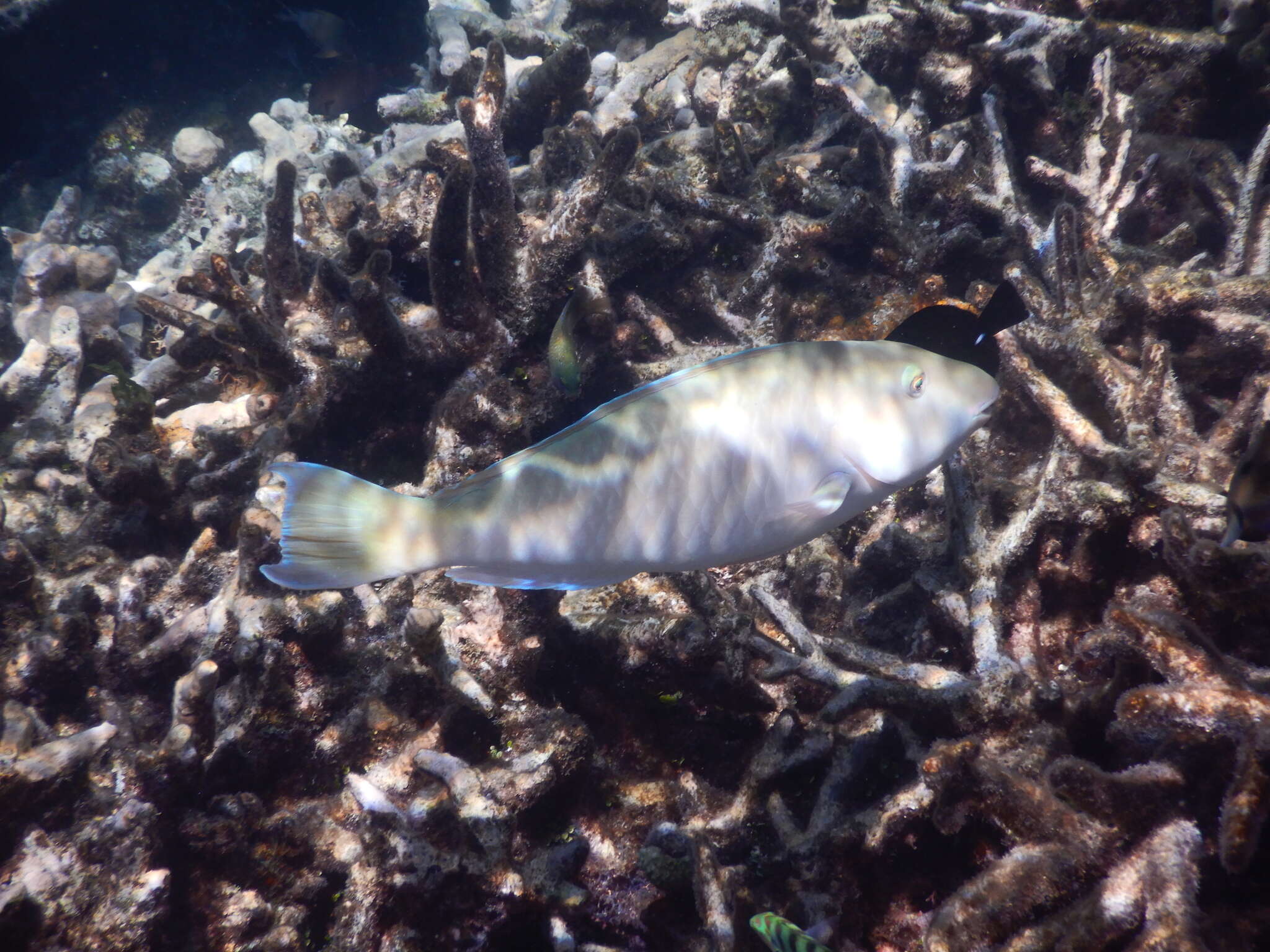 Image of Long-nosed Parrotfish