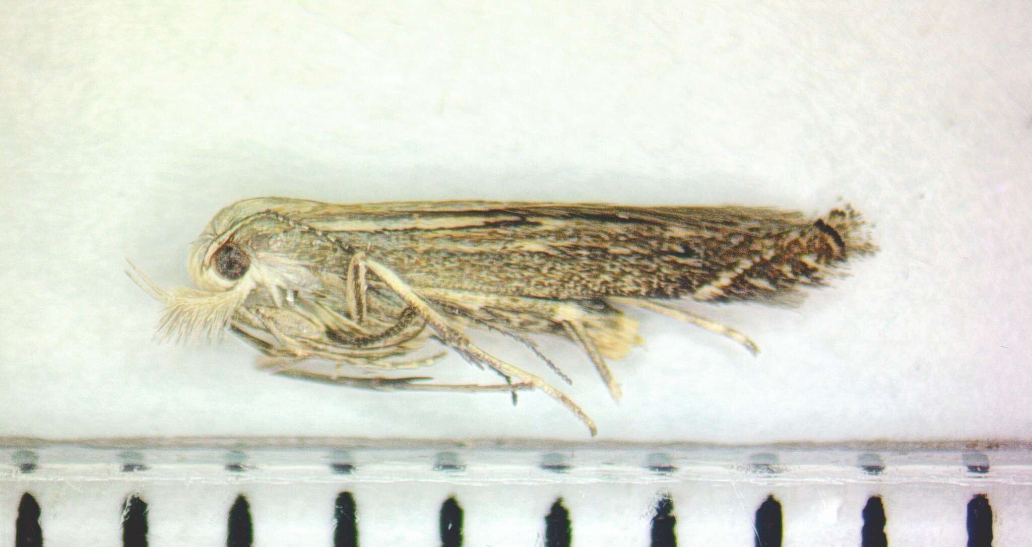 Image of Isophrictis striatella