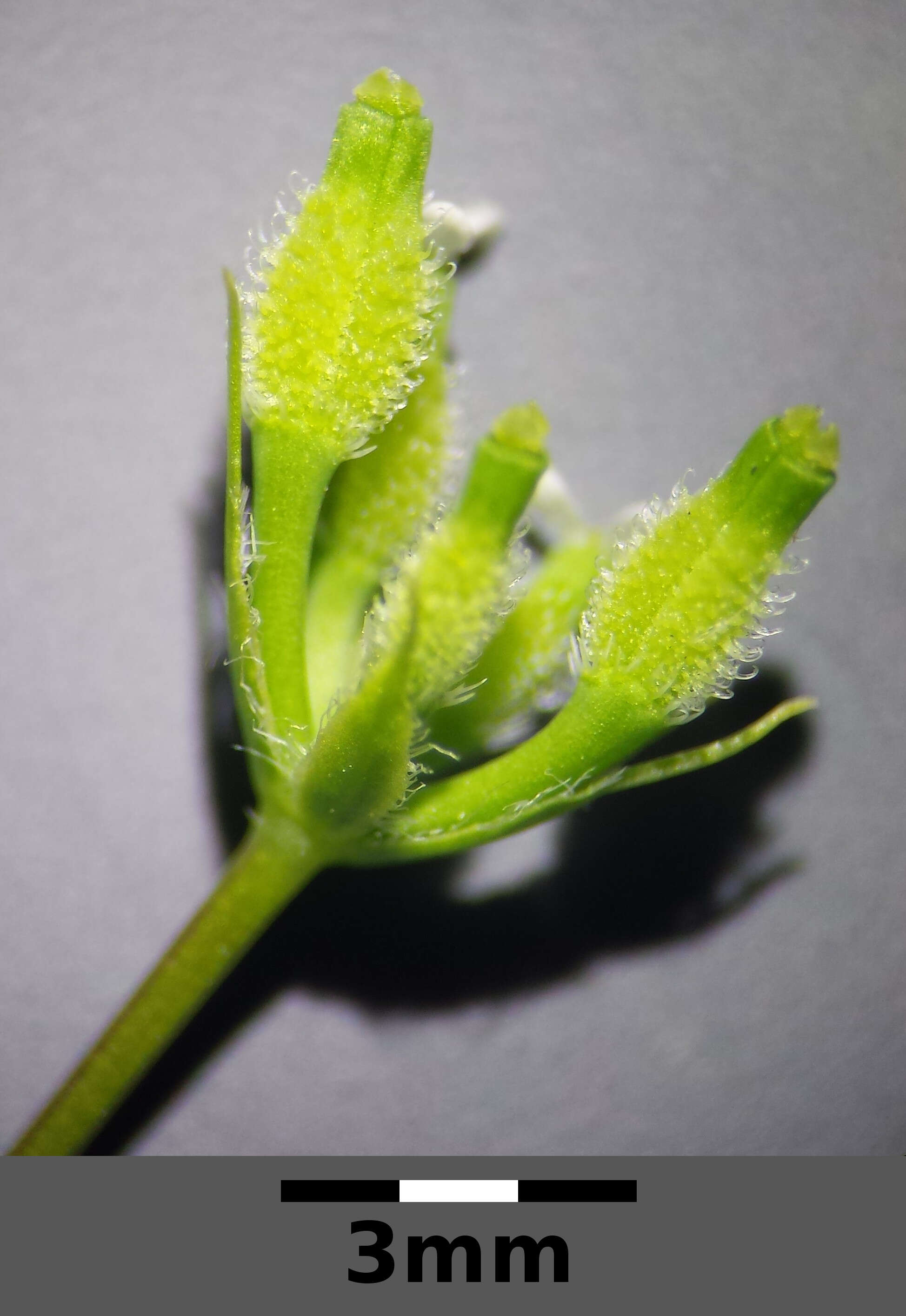 Image of bur chervil