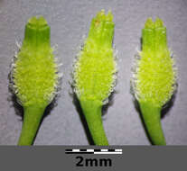 Image of bur chervil