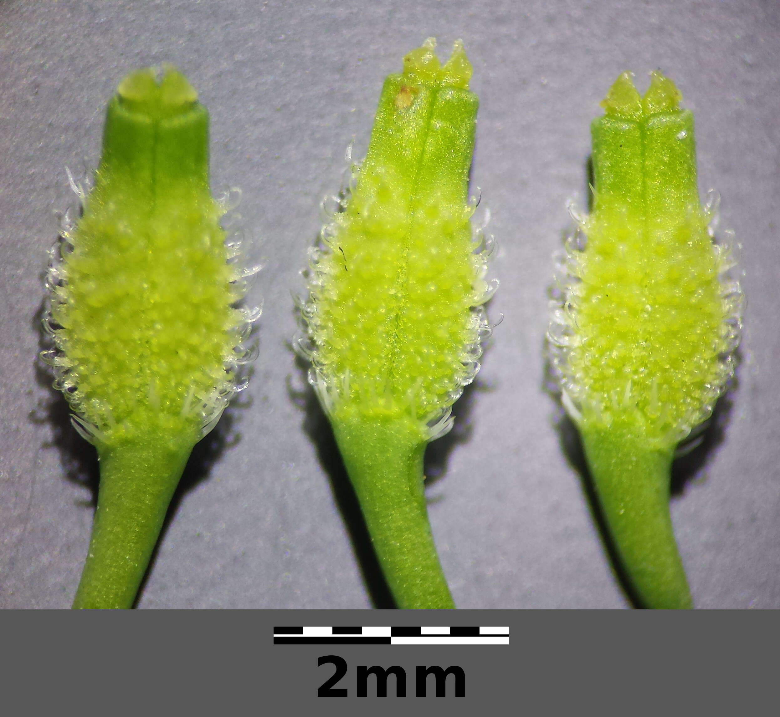 Image of bur chervil