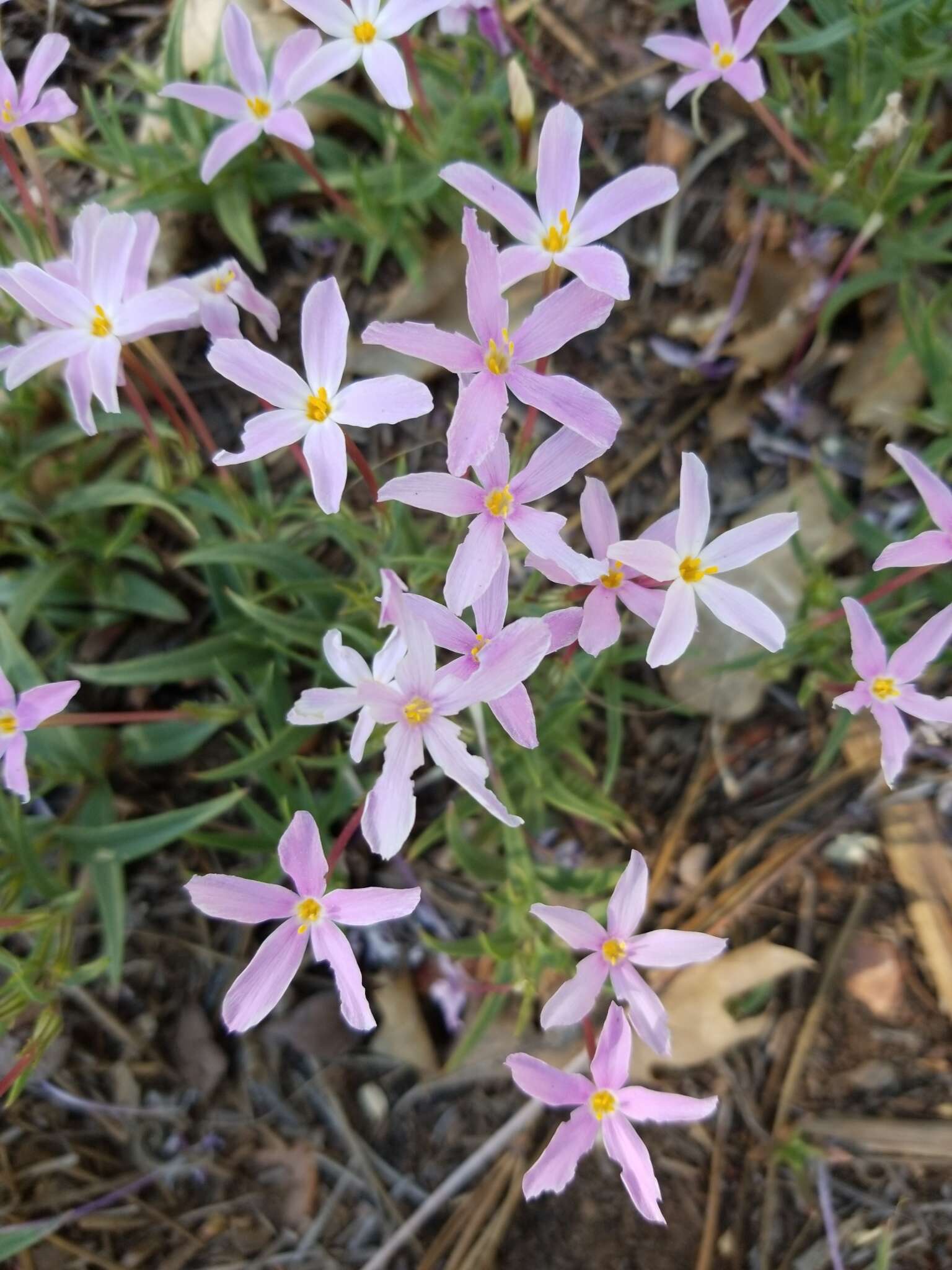 Image of Big Bear Valley phlox