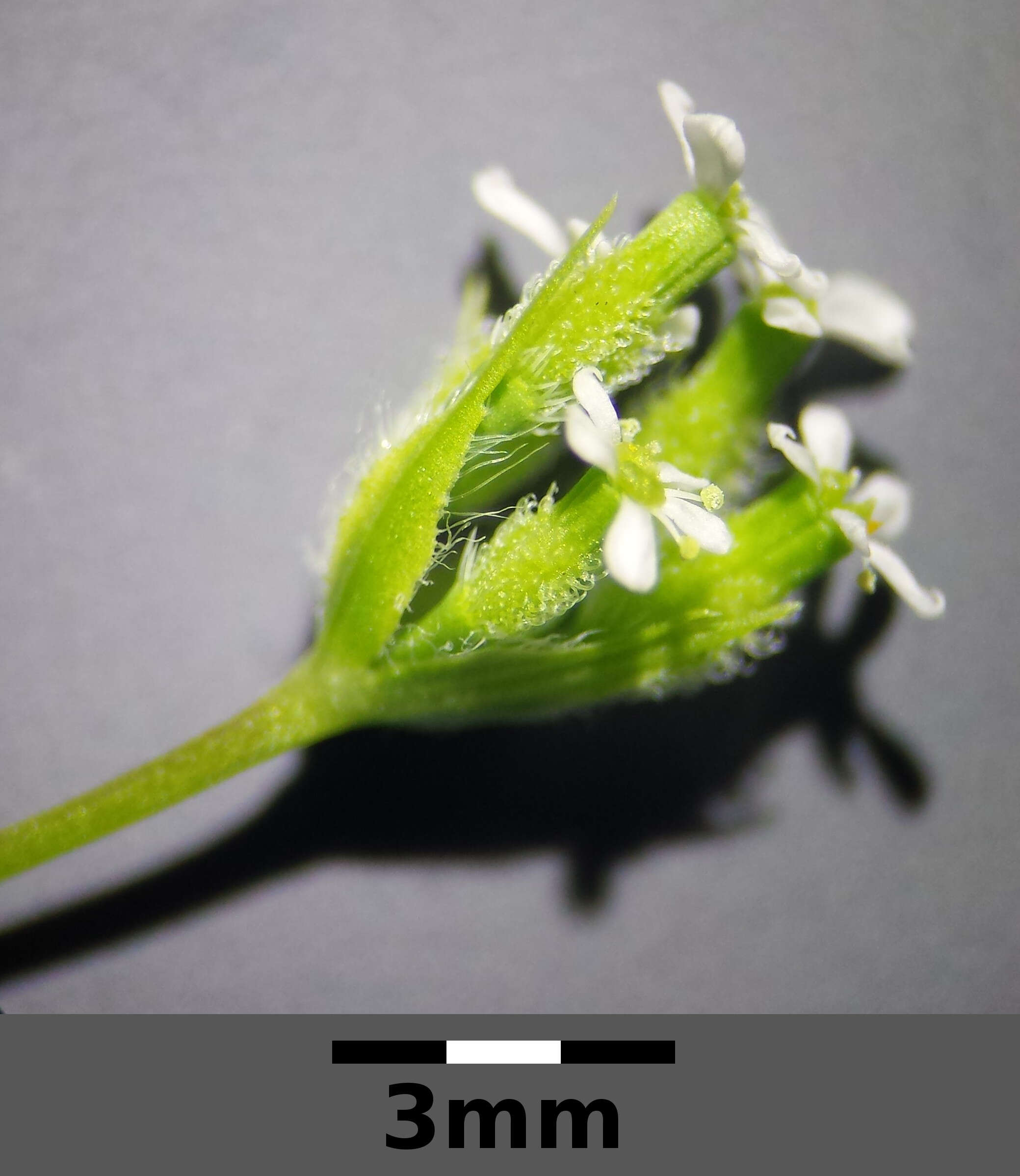 Image of bur chervil