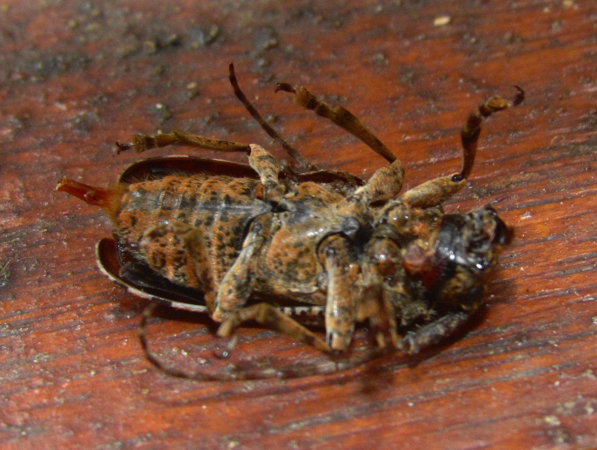 Image of Long-horned beetle