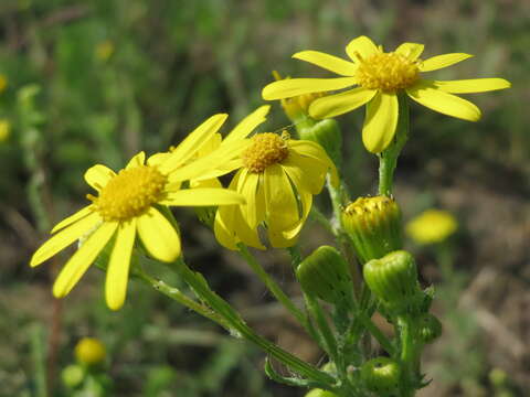 Image of eastern groundsel