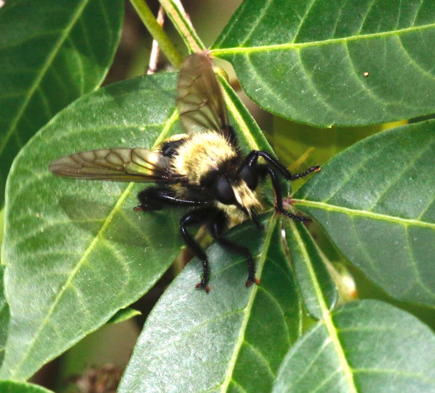 Image of Laphria divisor (Banks 1917)