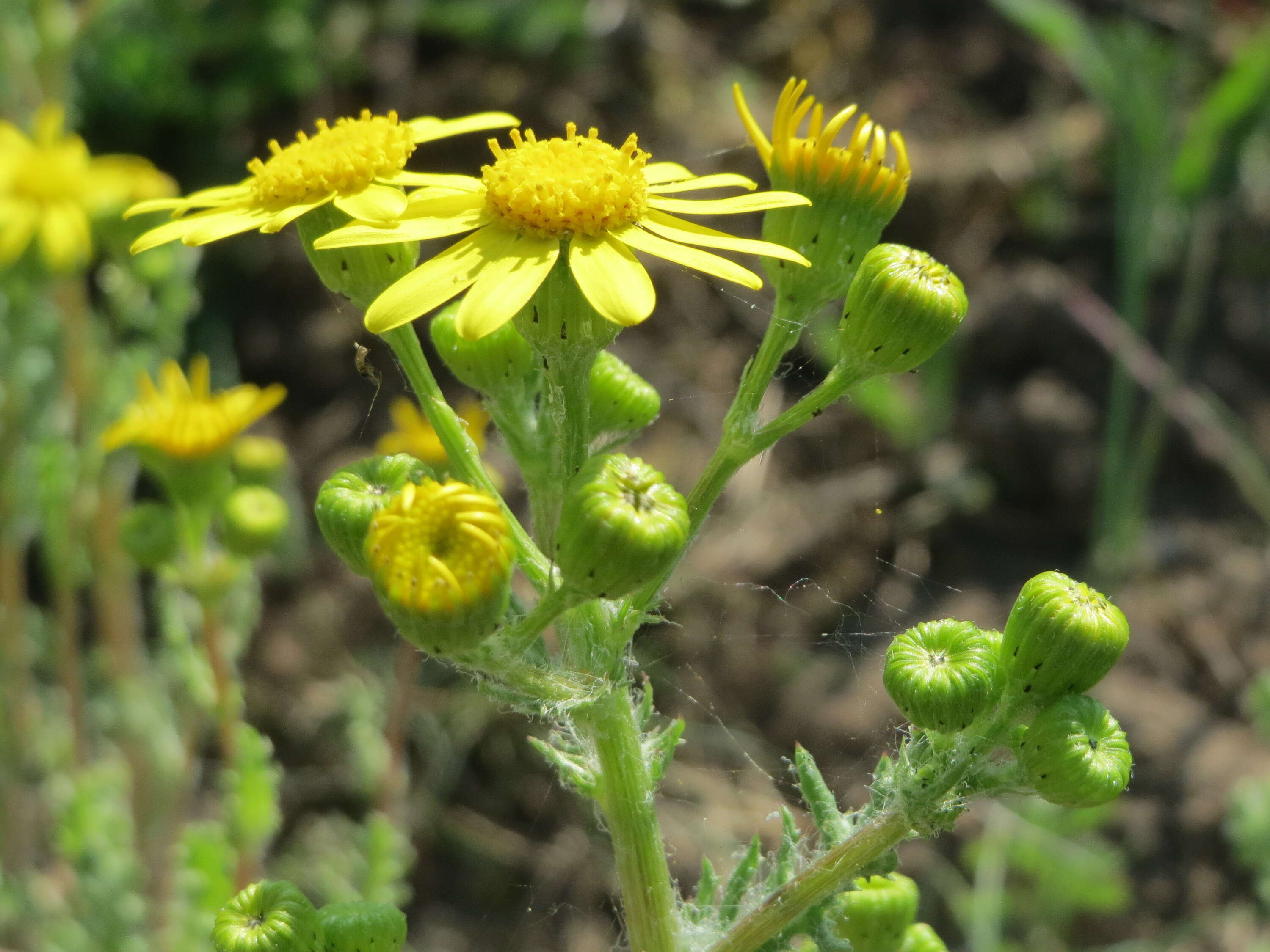 Image of eastern groundsel