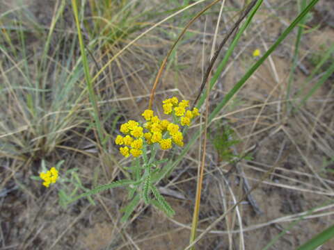 Image of Achillea micrantha Willd.