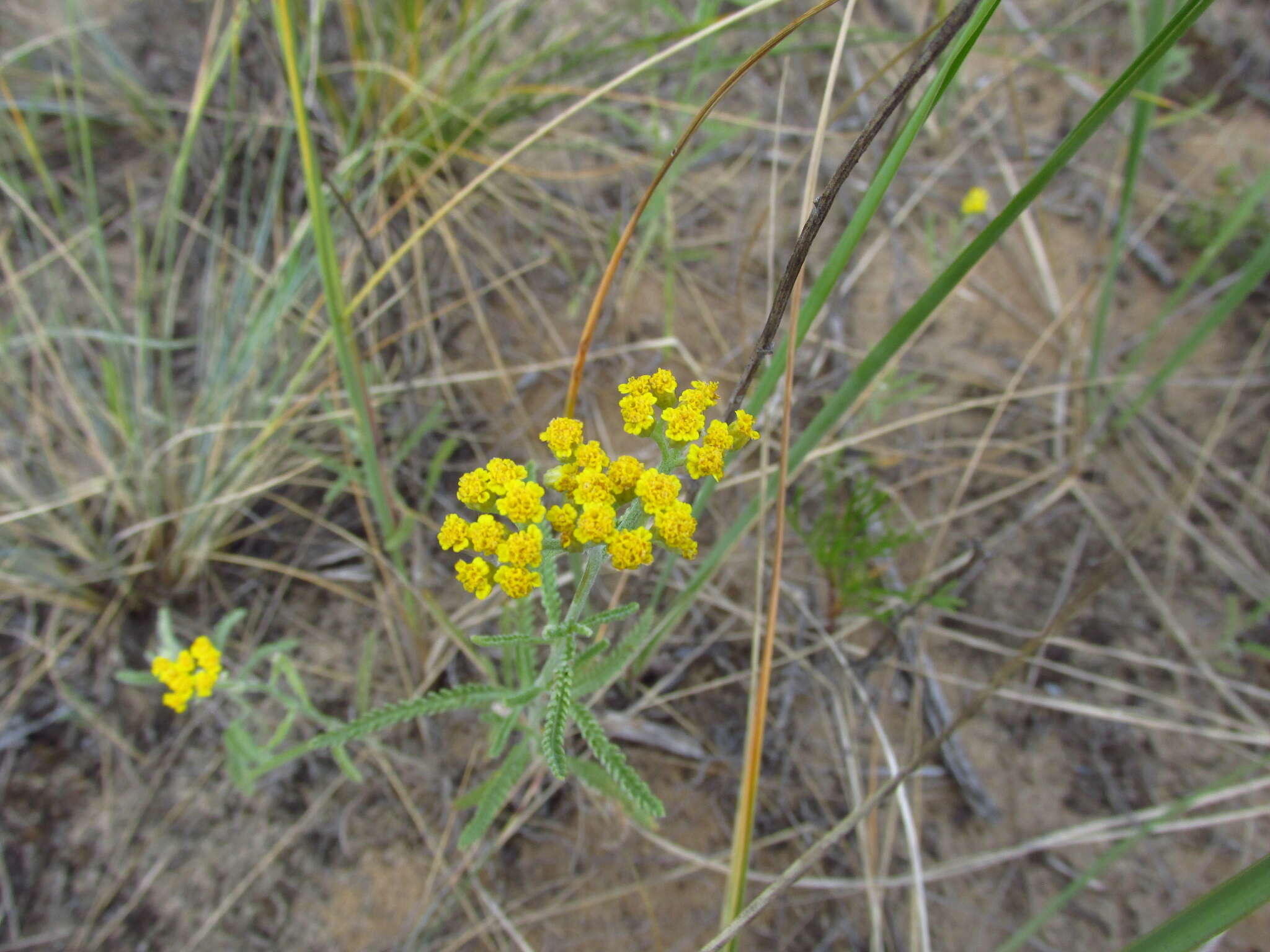 Achillea micrantha Willd. resmi