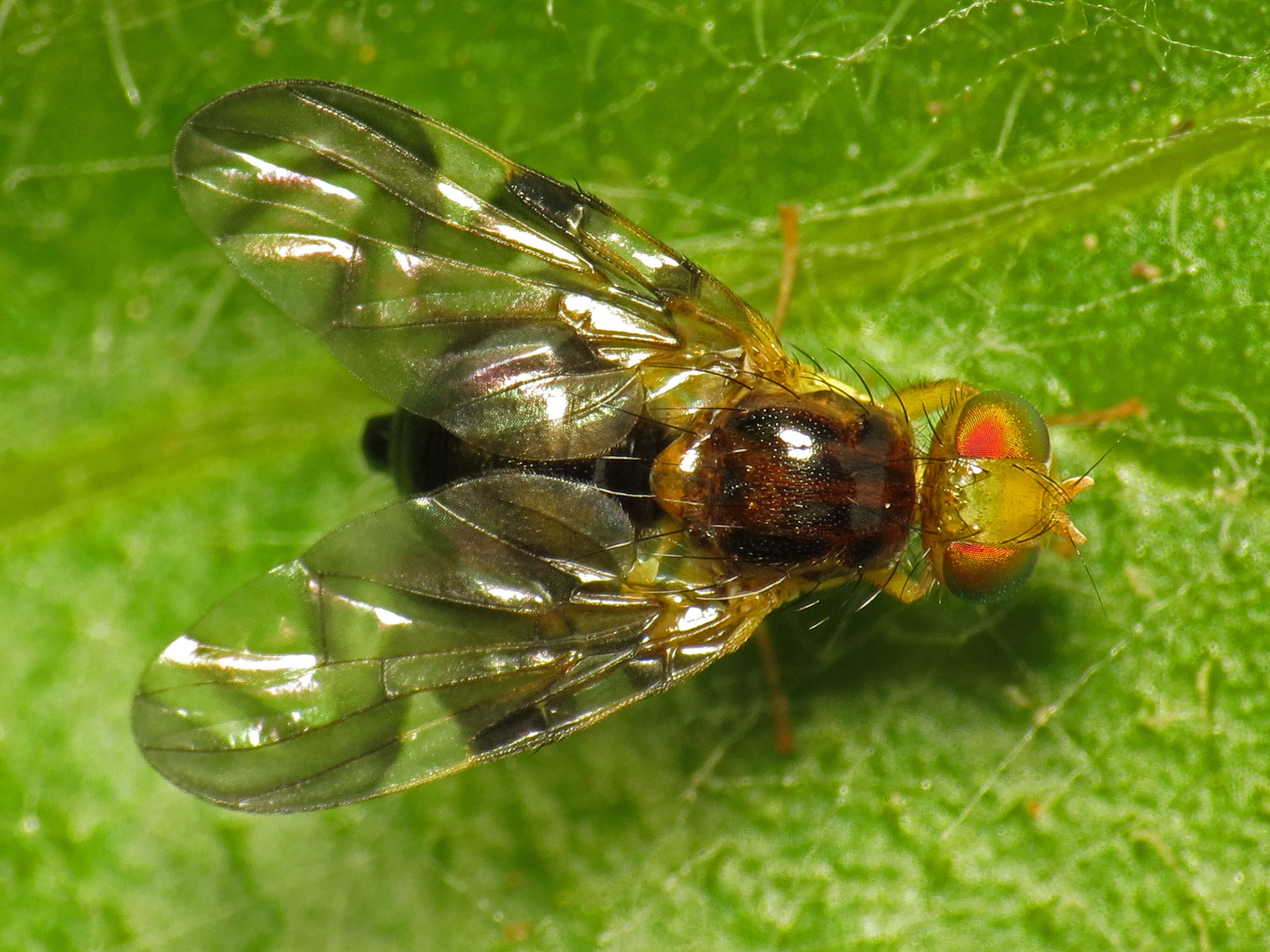 Image of Celery Fly