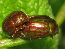 Image of Chrysolina americana