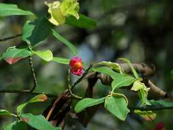 Image of Common spindle tree