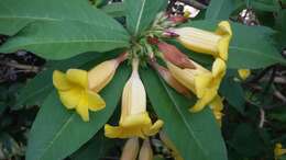 Image of bush allamanda