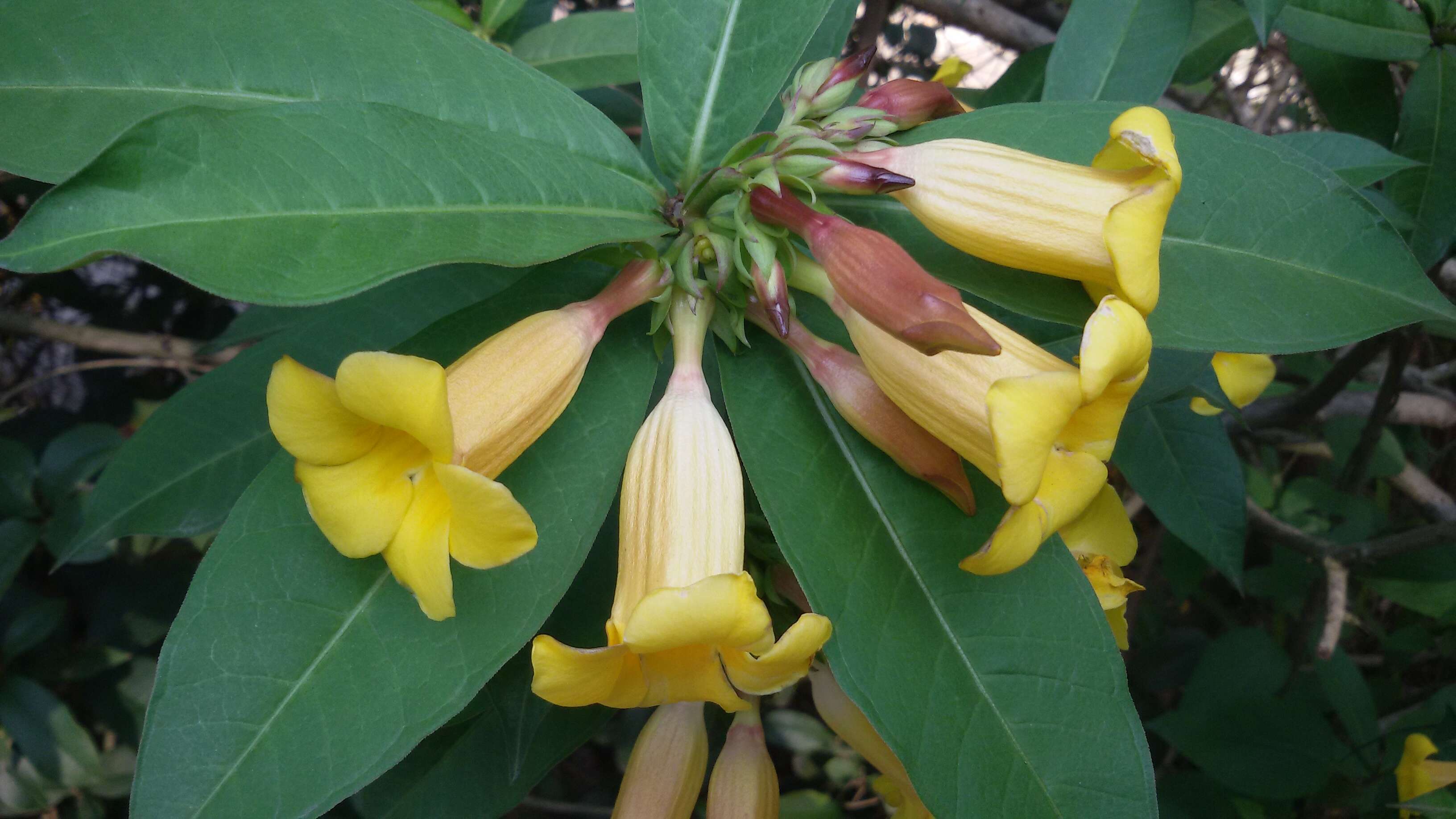 Image of bush allamanda