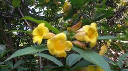 Image of bush allamanda