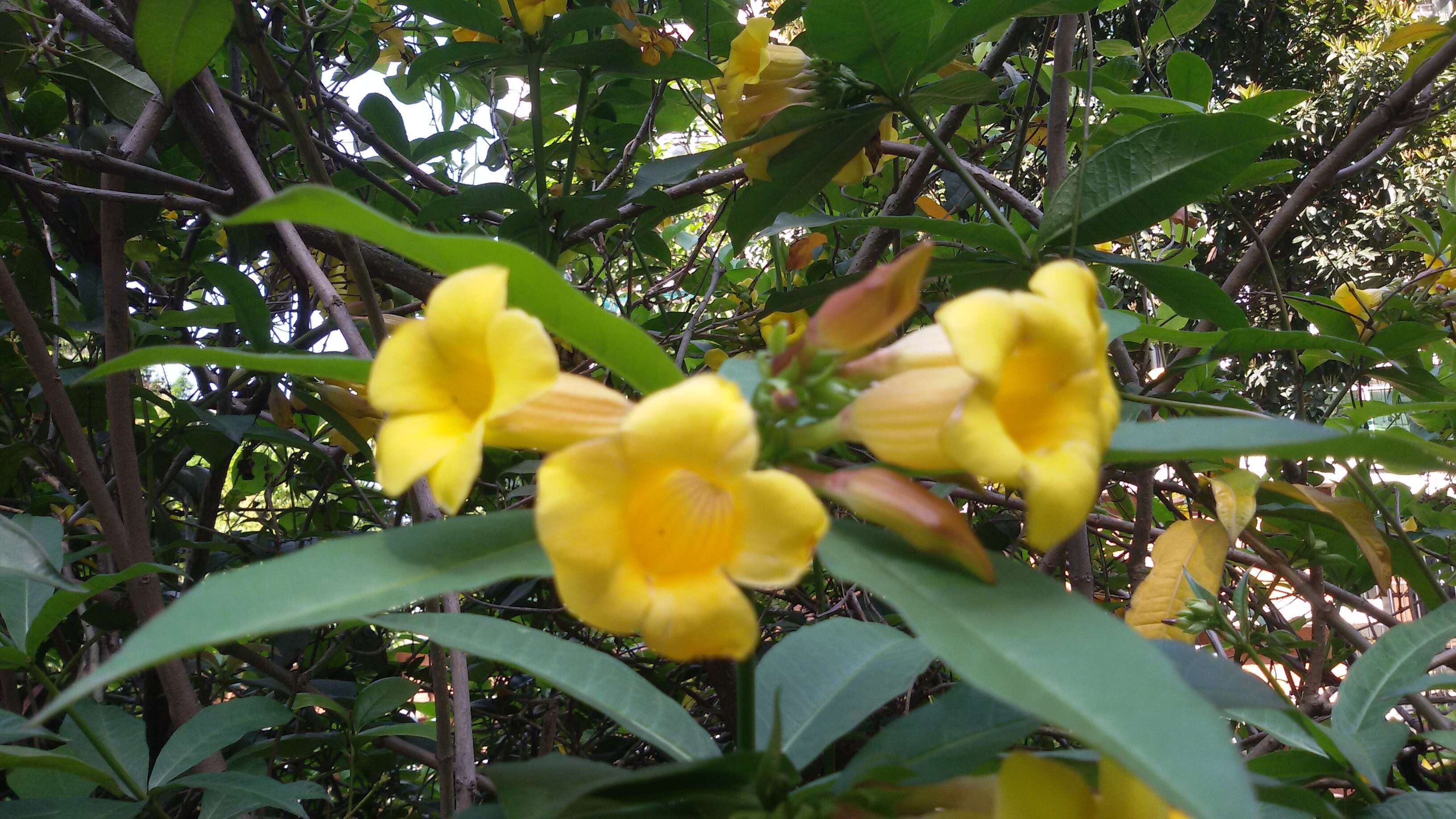 Image of bush allamanda