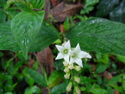 Image de Spigelia scabra Cham. & Schltdl.