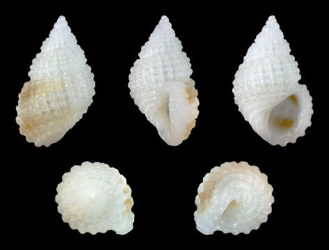 Image of Alvania cimex (Linnaeus 1758)