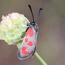 Imagem de Zygaena loti phoenicea Staudinger 1887