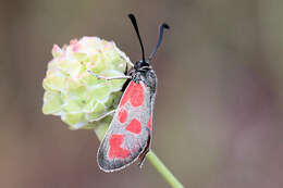 Imagem de Zygaena loti phoenicea Staudinger 1887