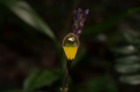 Gymnostachyum febrifugum Benth. resmi