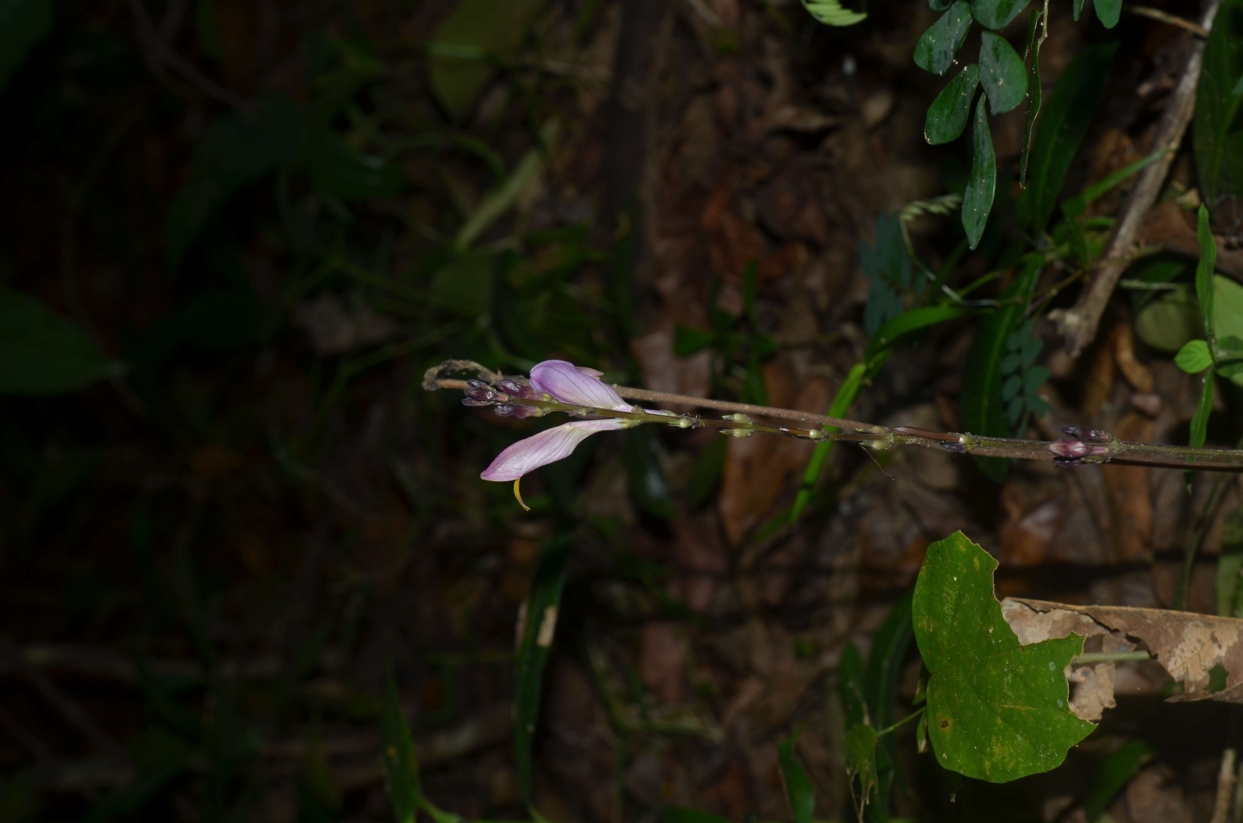 Gymnostachyum febrifugum Benth. resmi