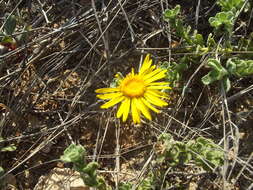 Imagem de Xanthisma arenarium (Benth.) D. R. Morgan & R. L. Hartm.