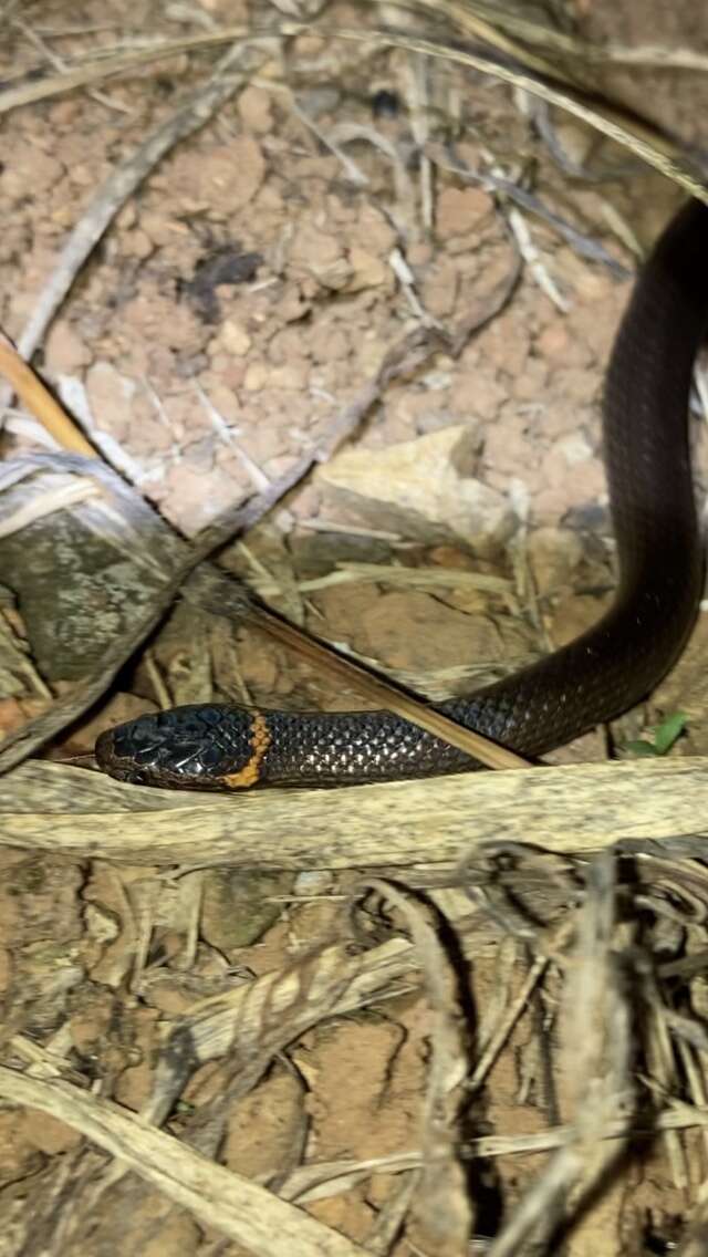 Image of Cacophis churchilli Wells & Wellington 1985