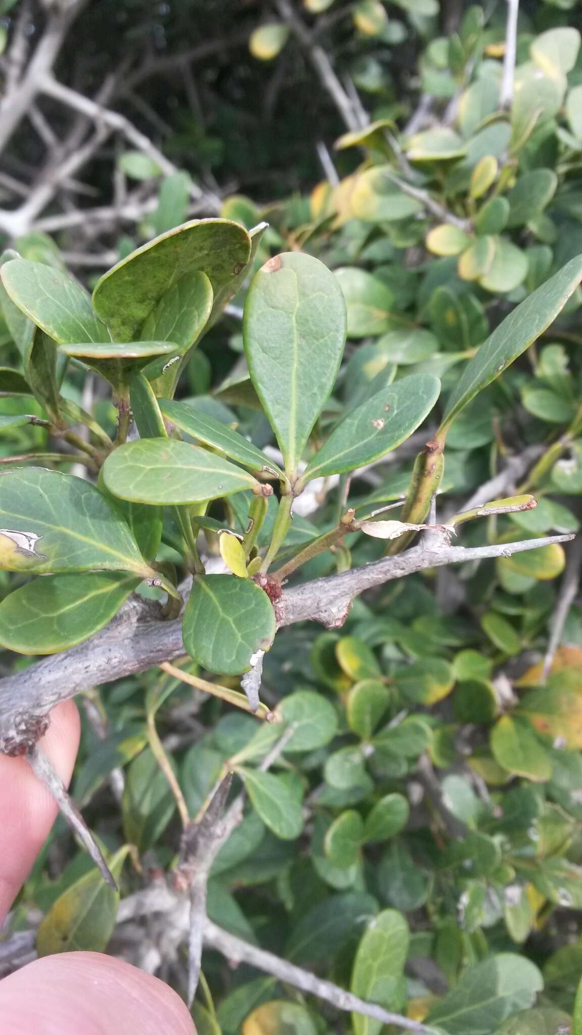 Image of Searsia pterota (C. Presl) Moffett