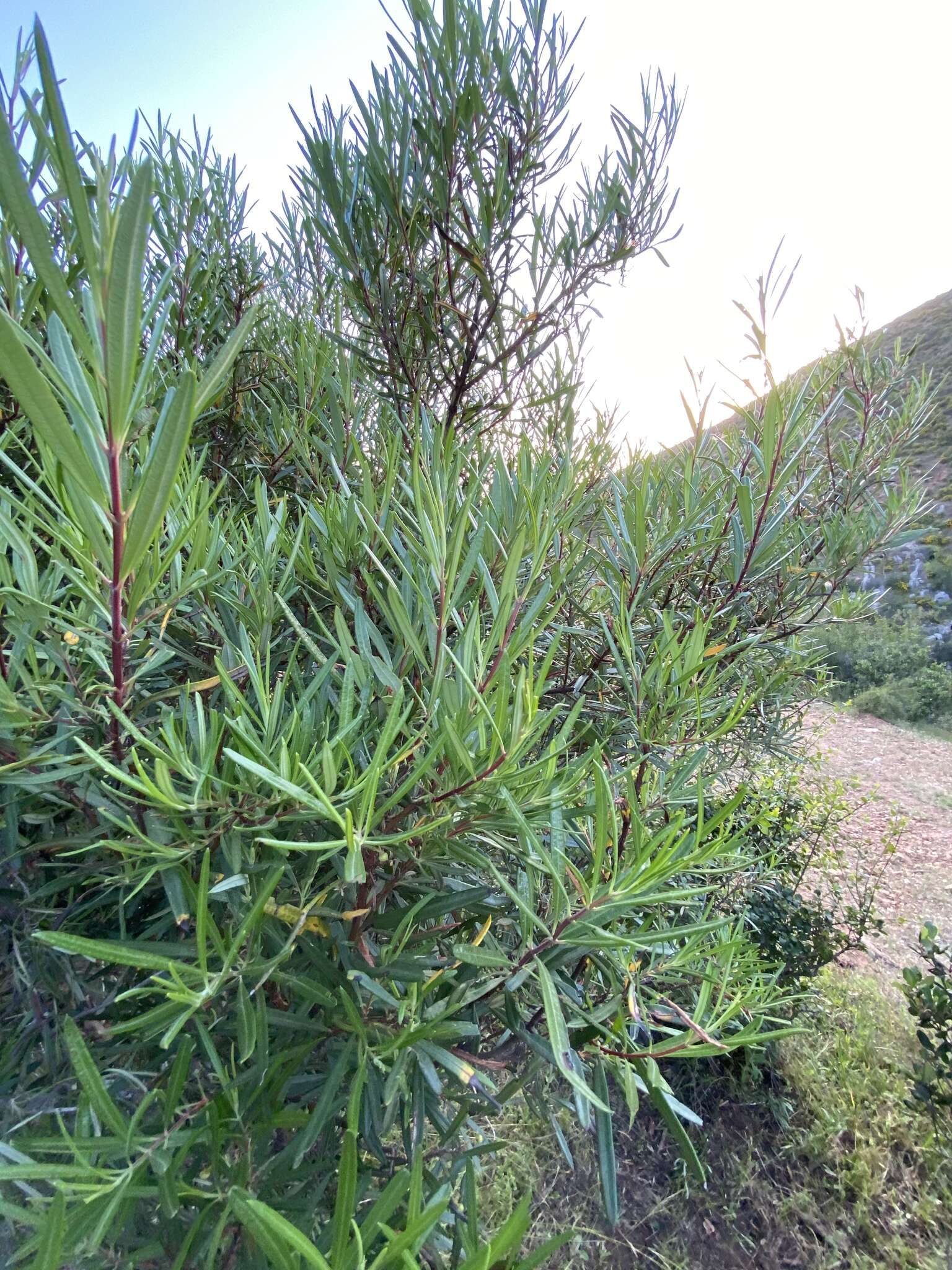 Image of ornithostaphylos