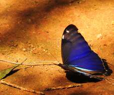 صورة <i>Morpho <i>aega</i></i> aega