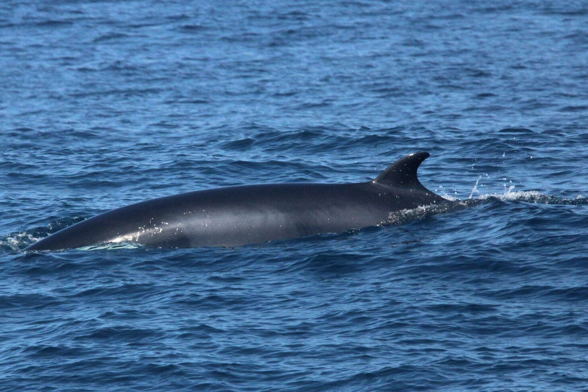 Image of minke whale