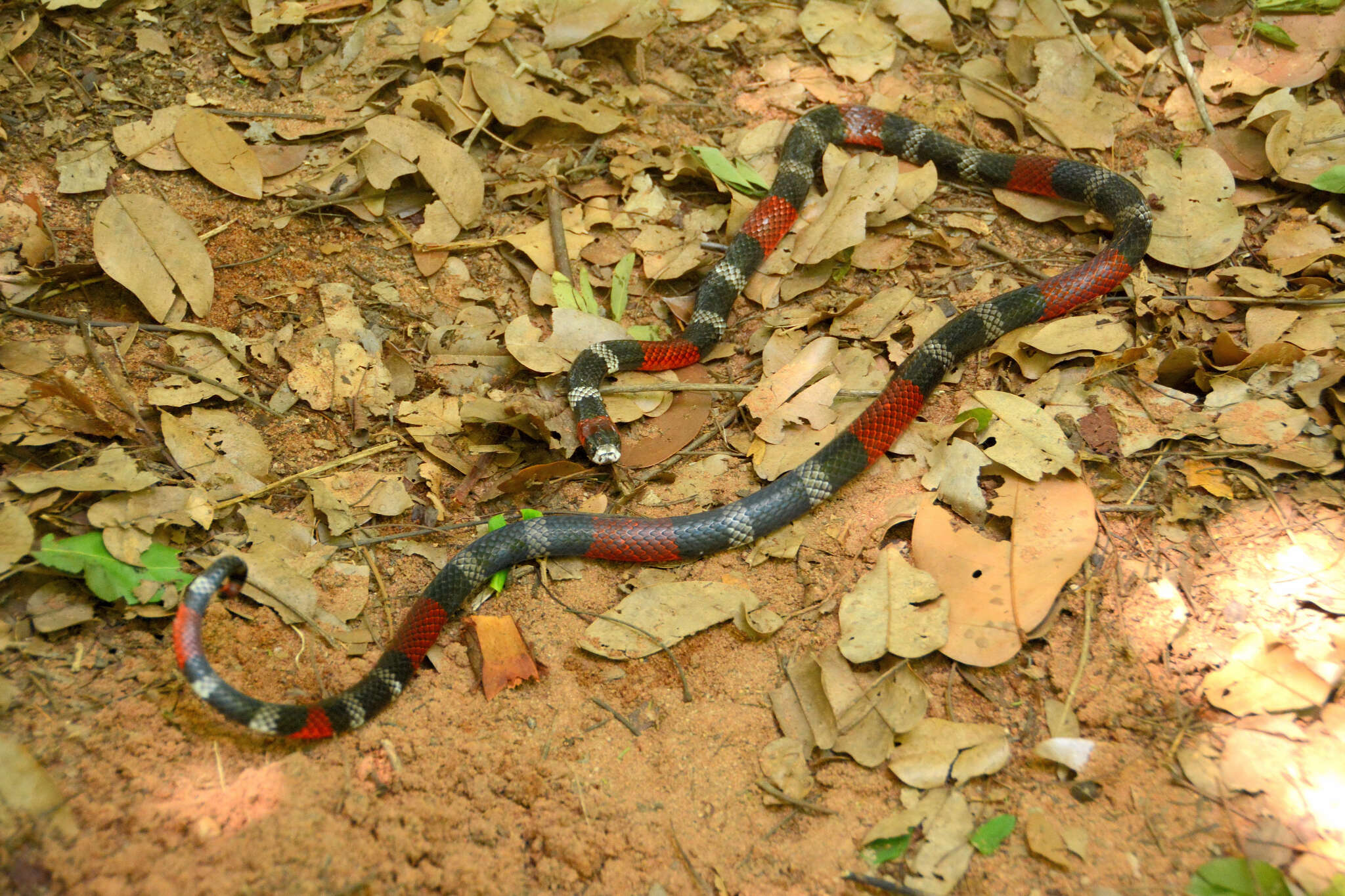 Image of Micrurus ibiboboca (Merrem 1820)