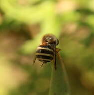 Image of Psilodera fasciata (Wiedemann 1819)