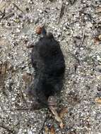 Image of Iberian Mole