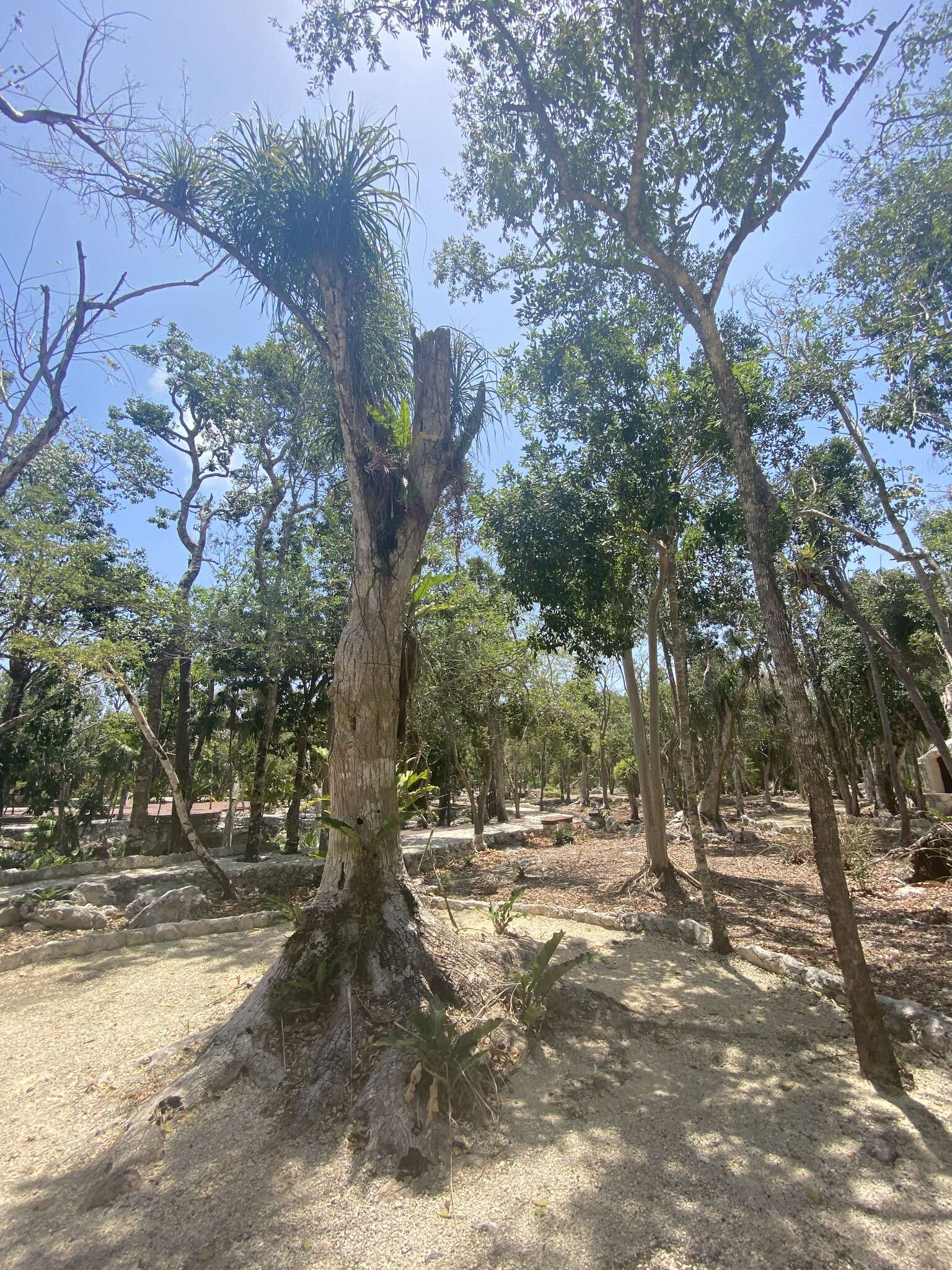 Image of Beaucarnea pliabilis (Baker) Rose