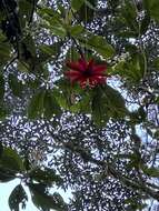 Imagem de Passiflora antioquiensis Karst.