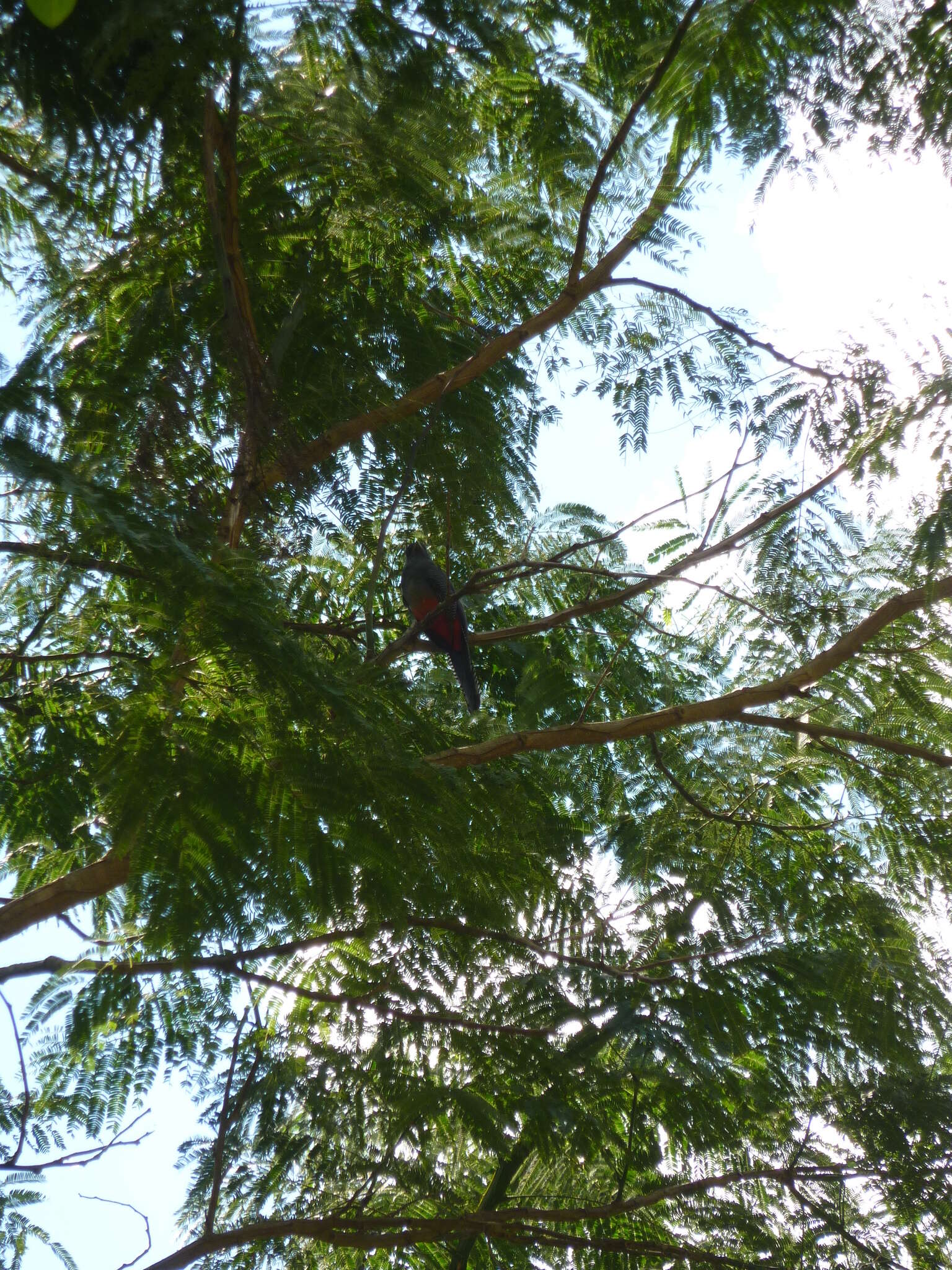 Image of Blue-crowned Trogon