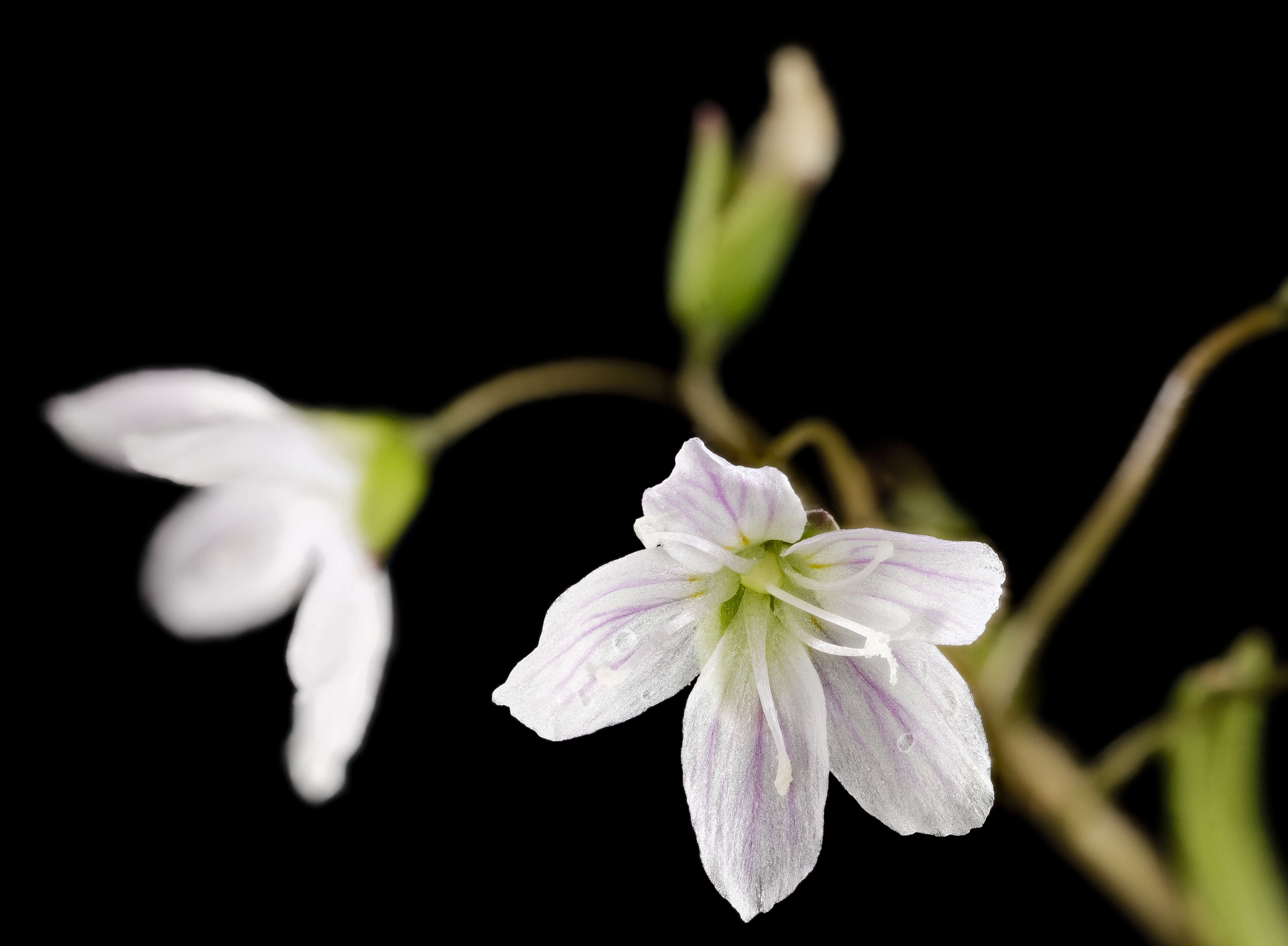 Image of Virginia springbeauty