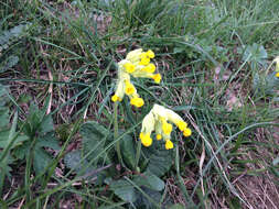 Image of Primula veris subsp. veris