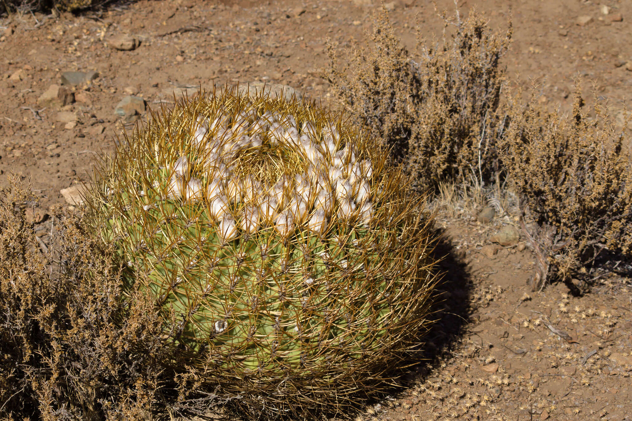 Image of Eriosyce aurata (Pfeiff.) Backeb.